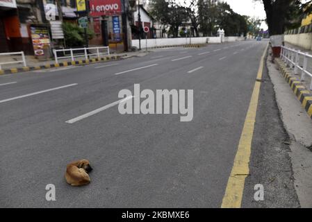 Ein Hund, der während der vollständigen Sperre der Nation auf der leeren Straße schläft, als er über die Ausbreitung des Corona-Virus (COVID-19) in der Kashmiri-Jame-Moschee in Kathmandu, Nepal, am Samstag, 25. April 2020 besorgt war. (Foto von Narayan Maharjan/NurPhoto) Stockfoto