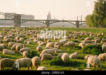 Hunderte Schafe bleiben am 26. April 2020 im Frühling in Köln einige Wochen am Rheinufer. (Foto von Ying Tang/NurPhoto) Stockfoto