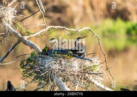 African Darter (Anhinga rufa) Vögel brüten in einem Nest in einem Baum in der Nähe in der Wildnis von Mpumalanga, Südafrika Stockfoto