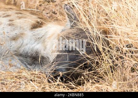 Gesichtete Hyena (Crocuta crocuta) aus der Nähe von Gesicht und Kopf und schläft in langem Gras in freier Wildbahn im Kruger Nationalpark, Südafrika Stockfoto