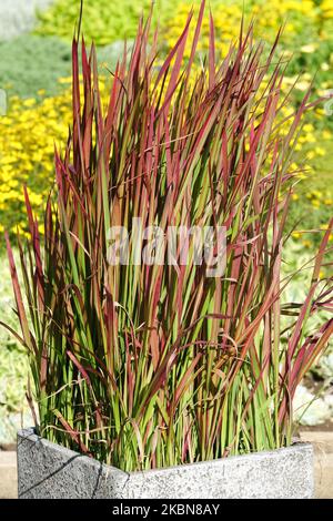 Imperata cylindrica, wächst im Topf, Spätsommer, Imperata 'Red Baron', Klumpen, Container, Schöner, grasiger Imperata cylindrica „Roter Baron“ Stockfoto