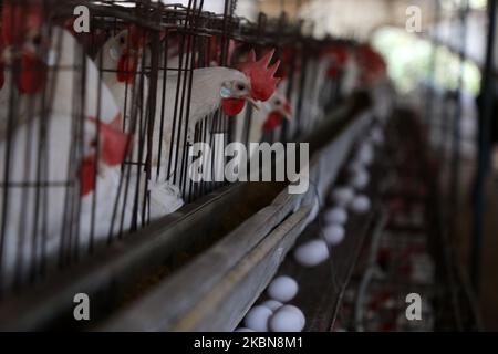 Die Hühner wurden am 3. Mai 2020 auf einer Farm in Beit Lahiya im nördlichen Gazastreifen gesehen. (Foto von Majdi Fathi/NurPhoto) Stockfoto