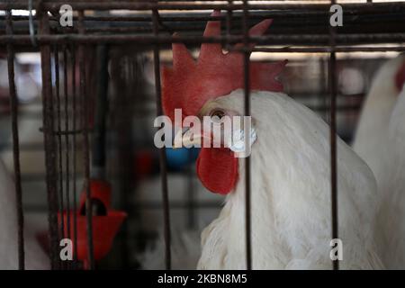 Die Hühner wurden am 3. Mai 2020 auf einer Farm in Beit Lahiya im nördlichen Gazastreifen gesehen. (Foto von Majdi Fathi/NurPhoto) Stockfoto