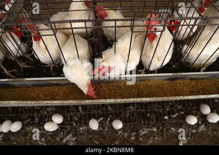 Die Hühner wurden am 3. Mai 2020 auf einer Farm in Beit Lahiya im nördlichen Gazastreifen gesehen. (Foto von Majdi Fathi/NurPhoto) Stockfoto