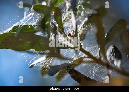 Die Schussinsekten veränderten sogar das Netz einer Spinne. In Nea Artaki am 3. Mai 2020 (Foto von Wassilios Aswestopoulos/NurPhoto) Stockfoto