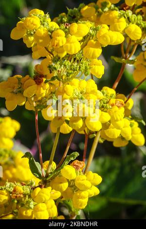 Calceolaria integrifolia Lady's Slipper Stockfoto