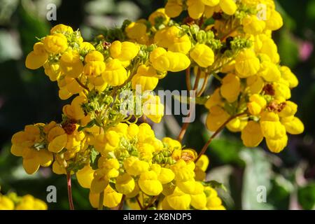 Calceolaria integrifolia Lady's Slipper Stockfoto