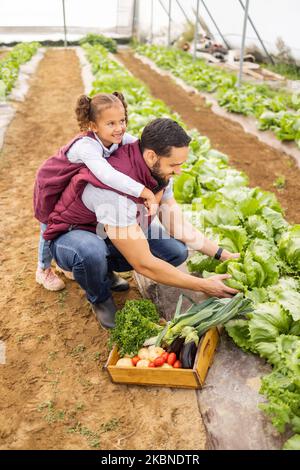 Landwirtschaft, Landwirtschaft und Vater mit Kind im Gewächshaus, der Gemüse auf dem Bauernhof pflückt. Familie, Liebe und junges Mädchen helfen Papa mit nachhaltigen Stockfoto