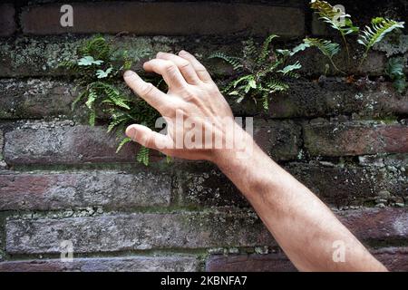 Boris Presseq, Botaniker, blickt auf ein Maidenhair-Spleenwort, das an einer Wand in Toulouse wächst. Seit Beginn der Sperrung aufgrund des Covid-19-Ausbruchs in Frankreich am 16.. März sind öffentliche Parks und Gärten sowie Spielplätze für die Öffentlichkeit verboten. Seit mehr als sechs Wochen hat niemand in diesen öffentlichen Räumen eingegriffen. Und die Reinigungsdienste haben die wandernde Vegetation, die in den Straßen oder in den Rissen der Stadt wächst, nicht abgeschnitten. Die Natur beansprucht dadurch öffentliche Räume zurück. Ein Botaniker, Boris Presseq vom Naturhistorischen Museum von Toulouse, hat diese grüne Explosion im Auge. Toulouse. Stockfoto