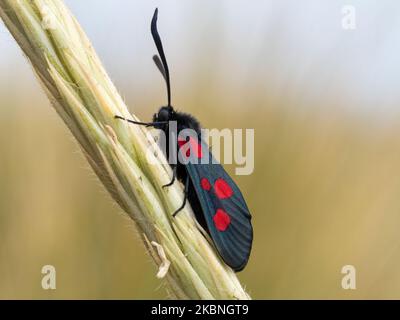 5 Spot Burnett Moth, Zygaena trifolii, neu aufgetauchte Erwachsene auf Grasstamm. Norfolk. Juni. Stockfoto