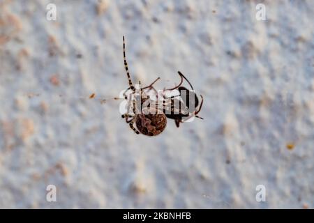 Eine Spinne, die in Nea Artaki am 8. Mai 2020 eine Ameise fängt (Foto: Wassilios Aswestopoulos/NurPhoto) Stockfoto