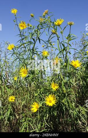 Sägezahn Sonnenblume, Helianthus grosseserratus, Thick-Tooth Sonnenblume, Helianthus, Sonnenblumen, Garten, Blumenköpfe, Mehrjährig, Pflanzen, Blühen Stockfoto