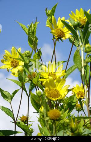 Himmelshintergrund, dünnblättrige Sonnenblume, kleinköpfige Sonnenblume, Helianthus 'Lemon Queen', Blumenköpfe, Blasse Sonnenblume, Wächst, Hardy, Pflanzen, Blüte Stockfoto