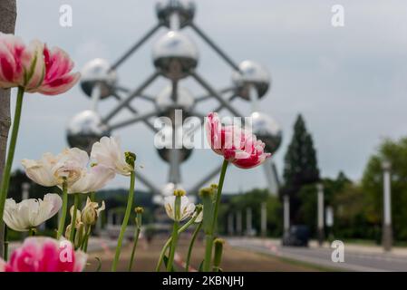 Das weltberühmte Wahrzeichen Atomium in Brüssel - Belgien am 10. Mai 2020. Nach acht Wochen Haft beginnt die belgische Regierung mit der Aufhebung der Beschränkungen, Belgien wird die zweite Phase mit der Eröffnung von Geschäften beginnen, die es mehr Menschen ermöglichen, unter Bedingungen wieder zu arbeiten. Belgien beginnt vorsichtig mit einem Ausweg aus den Corona-Maßnahmen. Die Geschäfte werden am Montag, den 11. Mai, unter bestimmten Bedingungen wieder eröffnet. (Foto von Jonathan Raa/NurPhoto) Stockfoto