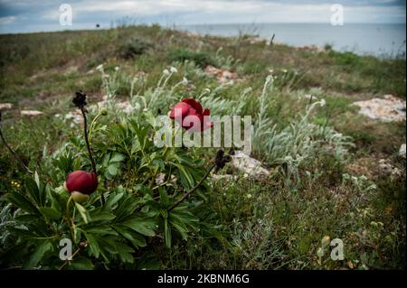 Hunderte von wilden Pfingstrosen aus der Paeonia Peregrina färben sich in Rot auf den Wiesen und Hügeln des Nationalen archäologischen Reservats Yaylata in der Nähe des Dorfes Kamen Bryag in Bulgarien. Der Ort wurde im 6.. Jahrtausend v. Chr. bewohnt. Aus dieser Zeit stammen Felsenhöhlen und Nekropolen. Es gibt Hinweise darauf, dass die Menschen später in der Zeit in Yaylata lebten. Einer der interessanten Funde ist die frühbyzantinische Festung, die während der Herrschaft von Kaiser Anastasius - V-VI Jahrhundert erbaut wurde. Vier Türme und ein Torturm wurden teilweise erhalten. Im Mittelalter wurden die Höhlen als Kloster genutzt Stockfoto