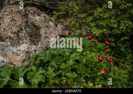 Hunderte von wilden Pfingstrosen aus der Paeonia Peregrina färben sich in Rot auf den Wiesen und Hügeln des Nationalen archäologischen Reservats Yaylata in der Nähe des Dorfes Kamen Bryag in Bulgarien. Der Ort wurde im 6.. Jahrtausend v. Chr. bewohnt. Aus dieser Zeit stammen Felsenhöhlen und Nekropolen. Es gibt Hinweise darauf, dass die Menschen später in der Zeit in Yaylata lebten. Einer der interessanten Funde ist die frühbyzantinische Festung, die während der Herrschaft von Kaiser Anastasius - V-VI Jahrhundert erbaut wurde. Vier Türme und ein Torturm wurden teilweise erhalten. Im Mittelalter wurden die Höhlen als Kloster genutzt Stockfoto