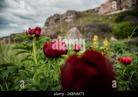 Hunderte von wilden Pfingstrosen aus der Paeonia Peregrina färben sich in Rot auf den Wiesen und Hügeln des Nationalen archäologischen Reservats Yaylata in der Nähe des Dorfes Kamen Bryag in Bulgarien. Der Ort wurde im 6.. Jahrtausend v. Chr. bewohnt. Aus dieser Zeit stammen Felsenhöhlen und Nekropolen. Es gibt Hinweise darauf, dass die Menschen später in der Zeit in Yaylata lebten. Einer der interessanten Funde ist die frühbyzantinische Festung, die während der Herrschaft von Kaiser Anastasius - V-VI Jahrhundert erbaut wurde. Vier Türme und ein Torturm wurden teilweise erhalten. Im Mittelalter wurden die Höhlen als Kloster genutzt Stockfoto