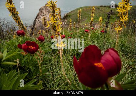 Asphodeline lutea, auch bekannt als Königsspeer. Hunderte von wilden Pfingstrosen aus der Paeonia Peregrina färben sich in Rot auf den Wiesen und Hügeln des Nationalen archäologischen Reservats Yaylata in der Nähe des Dorfes Kamen Bryag in Bulgarien. Der Ort wurde im 6.. Jahrtausend v. Chr. bewohnt. Aus dieser Zeit stammen Felsenhöhlen und Nekropolen. Es gibt Hinweise darauf, dass die Menschen später in der Zeit in Yaylata lebten. Einer der interessanten Funde ist die frühbyzantinische Festung, die während der Herrschaft von Kaiser Anastasius - V-VI Jahrhundert erbaut wurde. Vier Türme und ein Torturm wurden teilweise erhalten. Während des Stockfoto