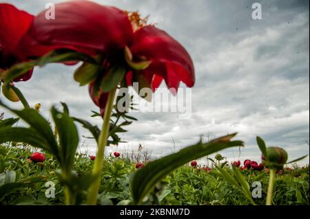 Hunderte von wilden Pfingstrosen aus der Paeonia Peregrina färben sich in Rot auf den Wiesen und Hügeln des Nationalen archäologischen Reservats Yaylata in der Nähe des Dorfes Kamen Bryag in Bulgarien. Der Ort wurde im 6.. Jahrtausend v. Chr. bewohnt. Aus dieser Zeit stammen Felsenhöhlen und Nekropolen. Es gibt Hinweise darauf, dass die Menschen später in der Zeit in Yaylata lebten. Einer der interessanten Funde ist die frühbyzantinische Festung, die während der Herrschaft von Kaiser Anastasius - V-VI Jahrhundert erbaut wurde. Vier Türme und ein Torturm wurden teilweise erhalten. Im Mittelalter wurden die Höhlen als Kloster genutzt Stockfoto