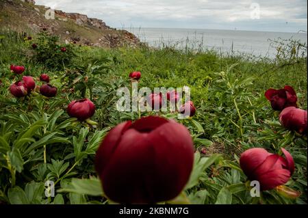 Hunderte von wilden Pfingstrosen aus der Paeonia Peregrina färben sich in Rot auf den Wiesen und Hügeln des Nationalen archäologischen Reservats Yaylata in der Nähe des Dorfes Kamen Bryag in Bulgarien. Der Ort wurde im 6.. Jahrtausend v. Chr. bewohnt. Aus dieser Zeit stammen Felsenhöhlen und Nekropolen. Es gibt Hinweise darauf, dass die Menschen später in der Zeit in Yaylata lebten. Einer der interessanten Funde ist die frühbyzantinische Festung, die während der Herrschaft von Kaiser Anastasius - V-VI Jahrhundert erbaut wurde. Vier Türme und ein Torturm wurden teilweise erhalten. Im Mittelalter wurden die Höhlen als Kloster genutzt Stockfoto