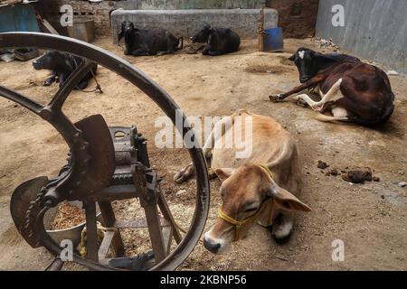 Kühe und Büffel ruhen am 13. Mai 2020 auf einer Farm in Neu-Delhi, Indien. (Foto von Nasir Kachroo/NurPhoto) Stockfoto