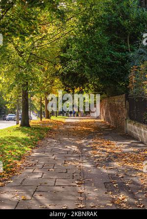 Im Frühherbst sind die Blätter auf einen breiten Pfad gefallen. Bäume säumen den Weg und Menschen gehen entlang. Stockfoto