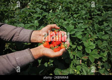 Am 16. Mai 2020 zeigt ein Kashmiri-Bauer die frisch geernteten Erdbeeren auf dem Bauernhof am Stadtrand von Srinagar.die Bauern sagen, dass sie es schwierig finden, ihre Ernte zu verkaufen, da die Sperrung der Ernte in diesem Jahr einen hohen Tribut gefordert hat. (Foto von Faisal Khan/NurPhoto) Stockfoto