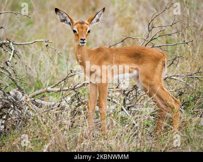 Impala (Aepyceros melampus) Lämmer, die im Grasland des Kruger-Nationalparks, Mpumalanga, Südafrika, warnen. Junge Wildtiere in natürlichen Lebensräumen Stockfoto