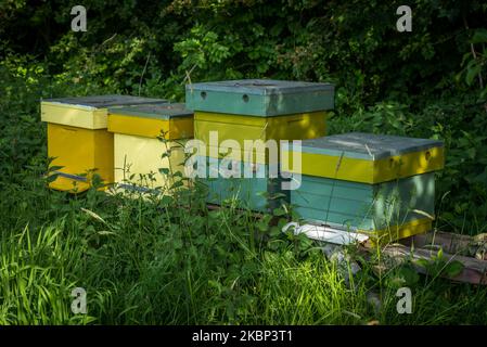 Bestäubung durch Honigbienen bei der Gemeinschaft unterstützte Landwirtschaft (CSA) am 21. Mai 2020 in Gent, Belgien. Der EU-Green-Deal fordert Maßnahmen zur Erhaltung, nachhaltigen Nutzung und Wiederherstellung, die durch die Schaffung nachhaltiger Arbeitsplätze und eines nachhaltigen Wachstums wirtschaftliche Vorteile für die lokalen Gemeinschaften bringen werden. Jährlich werden 20 Milliarden Euro an Mitteln für die biologische Vielfalt aus verschiedenen Quellen bereitgestellt, darunter EU-Mittel sowie nationale und private Ressourcen.die Vereinten Nationen haben den 22. Mai zum Internationalen Tag für die biologische Vielfalt (IDB) ausgerufen, um das Verständnis und das Bewusstsein für Biodiversitätsfragen zu stärken. (Foto von Jonat Stockfoto