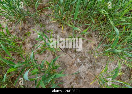 Am 24. Mai 2020 können landwirtschaftliche Trockenweizenfelder in Laarne - Belgien gesehen werden. Belgien hat in den letzten 2 Monaten keinen Regen gesehen und der Grundwasserstand ist extrem niedrig zu dieser Jahreszeit ist es den Landwirten in einigen Regionen Belgiens nicht gestattet, landwirtschaftliche Felder zu bewässern.die Menschen werden gebeten, Trinkwasser sparsam zu verwenden.(Foto: Jonathan Raa/NurPhoto) Stockfoto