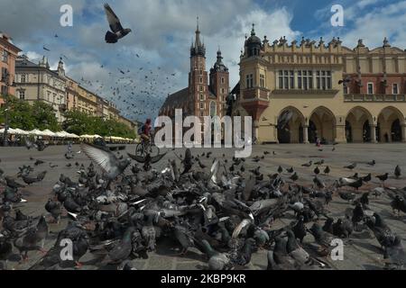 Eine Schar hungriger Tauben auf dem Hauptplatz in Krakau. Am Montag, den 25. Mai 2020, in Krakau, Polen. (Foto von Artur Widak/NurPhoto) Stockfoto