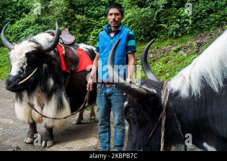 Juli 14. 2022, Himachal Pradesh Indien. Ein einheimischer Inder mit einem Paar Yak Domestic Yak (Bos grunniens), einem langhaarigen Rind, das in der gesamten Region gefunden wurde Stockfoto