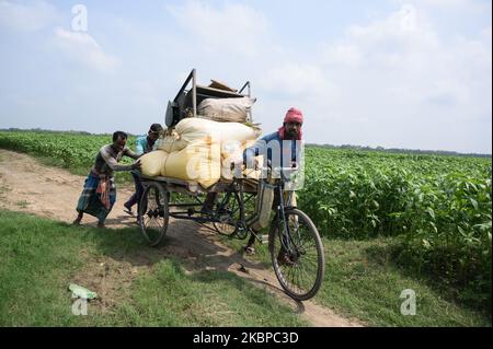 Einige Bauern versuchen, am 28. Mai 2020 in Tehatta, Westbengalen, Indien, Reste von Reisig mit nach Hause zu nehmen. Am 20. Mai stürmte der mächtige Zyklon Amphin in die Küstenregion von Odisha und Westbengalen. Alle reifen Reispflanzen im Ackerland von Sarat Haldar (Farmer) wurden durch den verheerenden Amphan-Zyklon, der aufgrund der Sturmwirkung lange unter Wasser lag, zerstört. (Foto von Soumyabrata Roy/NurPhoto) Stockfoto