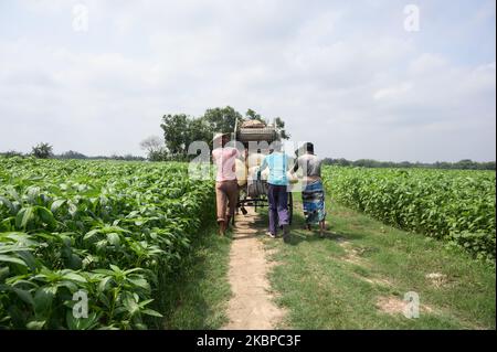 Einige Bauern versuchen, am 28. Mai 2020 in Tehatta, Westbengalen, Indien, Reste von Reisig mit nach Hause zu nehmen. Am 20. Mai stürmte der mächtige Zyklon Amphin in die Küstenregion von Odisha und Westbengalen. Alle reifen Reispflanzen im Ackerland von Sarat Haldar (Farmer) wurden durch den verheerenden Amphan-Zyklon, der aufgrund der Sturmwirkung lange unter Wasser lag, zerstört. (Foto von Soumyabrata Roy/NurPhoto) Stockfoto