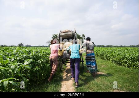 Einige Bauern versuchen, am 28. Mai 2020 in Tehatta, Westbengalen, Indien, Reste von Reisig mit nach Hause zu nehmen. Am 20. Mai stürmte der mächtige Zyklon Amphin in die Küstenregion von Odisha und Westbengalen. Alle reifen Reispflanzen im Ackerland von Sarat Haldar (Farmer) wurden durch den verheerenden Amphan-Zyklon, der aufgrund der Sturmwirkung lange unter Wasser lag, zerstört. (Foto von Soumyabrata Roy/NurPhoto) Stockfoto