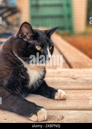 Nahaufnahme-Porträt einer schwarzen Katze Stockfoto