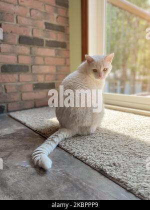 Weiße Katze sitzt auf dem Fensterbrett in Sonnenstrahlen Stockfoto