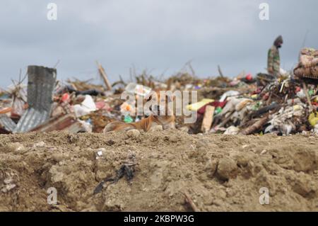 Ein streunender Hund â €‹â‹lebt in den Müll Ende der Kawatuna Urban Village, Palu City, Central Sulawesi Provinz am Samstag, den 6. Juni 2020. (Foto von Faldi Muhammad/NurPhoto) Stockfoto