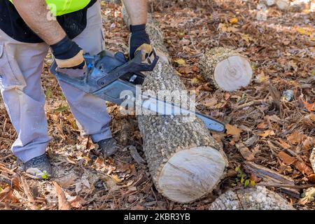 Im Herbst schneidet der Park der Stadtarbeiter die Bäume, die nach dem starken Hurrikan gefallen sind Stockfoto