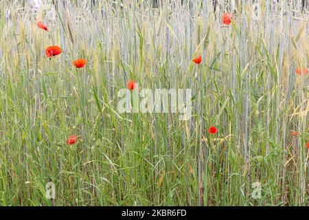 Am 14. Juni 2020 wächst auf einem Feld in Tychy, Polen, Mohnblumen unter junger Gerste. Berley ist eines der beliebtesten Getreide in der polnischen Landwirtschaft. Der nasse Mai ließ die Körner schnell wachsen (Foto von Dominika Zarzycka/NurPhoto) Stockfoto