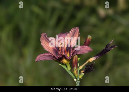 Feuerlilie (Lilium bulbiferum), Deutschland Stockfoto