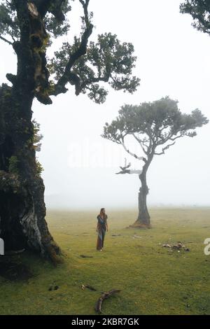 Ein geheimnisvoller Fanalwald auf der Insel Madeira in Portugal Stockfoto