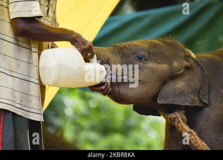 Eine Tierpflegerin füttert am 16. Juni 2020 im Assam State Zoo in Guwahati, Assam, Indien, ein wildes Elefantenkalb, das gerettet wurde, nachdem sie sich von ihrer Herde entfernt hatte. (Foto von David Talukdar/NurPhoto) Stockfoto