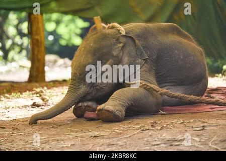 Ein wildes Elefantenkalb, das gerettet wurde, nachdem sie sich von ihrer Herde entfernt hatte, im Assam State Zoo in Guwahati, Assam, Indien. Am 16. Juni 2020. (Foto von David Talukdar/NurPhoto) Stockfoto