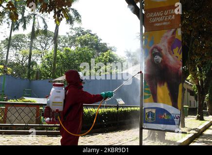 Am 17. Juni 2020 wird der Feuerwehr- und Rettungsdienst von Jakarta Desinfektionsmittel im Zoo von Ragunan sprühen. Der Feuerwehrdienst setzte 9 Einheiten von Feuerwehrautos, 13 tragbare Sprühgeräte und 89 Mitarbeiter ein, um die Ausbreitung des Covid-19-Virus vor der Tour im Juni 20, 2020 zu verhindern. (Foto von Dasril Roszandi/NurPhoto) Stockfoto