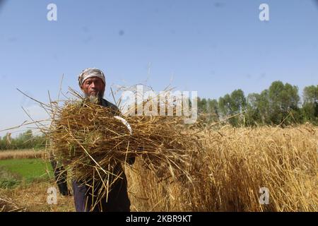 Afghanische Bauern arbeiten am 17. Juni 2020 in der Provinz Badakhshan in Afghanistan auf ihrem Feld. (Foto von Mohammad Sharif Shayeq/NurPhoto) Stockfoto