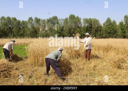 Afghanische Bauern arbeiten am 17. Juni 2020 in der Provinz Badakhshan in Afghanistan auf ihrem Feld. (Foto von Mohammad Sharif Shayeq/NurPhoto) Stockfoto