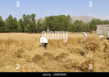 Afghanische Bauern arbeiten am 17. Juni 2020 in der Provinz Badakhshan in Afghanistan auf ihrem Feld. (Foto von Mohammad Sharif Shayeq/NurPhoto) Stockfoto