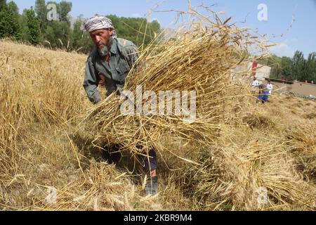 Afghanische Bauern arbeiten am 17. Juni 2020 in der Provinz Badakhshan in Afghanistan auf ihrem Feld. (Foto von Mohammad Sharif Shayeq/NurPhoto) Stockfoto