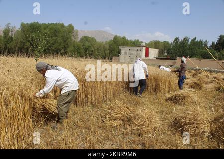 Afghanische Bauern arbeiten am 17. Juni 2020 in der Provinz Badakhshan in Afghanistan auf ihrem Feld. (Foto von Mohammad Sharif Shayeq/NurPhoto) Stockfoto